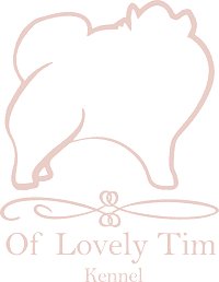 Logo Elevage de Spitz nain pomeraniens of Lovely Tim