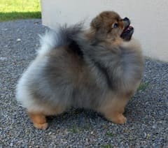 RHAPSODY Elevage Of Lovely Tim